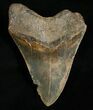 Inch Megalodon Tooth - Nice Color #5006-7